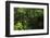 Rainforest Rain Storm, Yasuni NP, Amazon Rainforest Ecuador-Pete Oxford-Framed Photographic Print