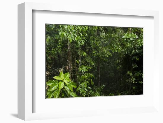 Rainforest Rain Storm, Yasuni NP, Amazon Rainforest Ecuador-Pete Oxford-Framed Photographic Print