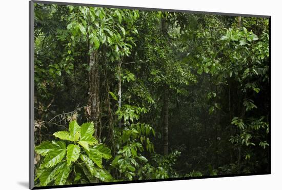 Rainforest Rain Storm, Yasuni NP, Amazon Rainforest Ecuador-Pete Oxford-Mounted Photographic Print