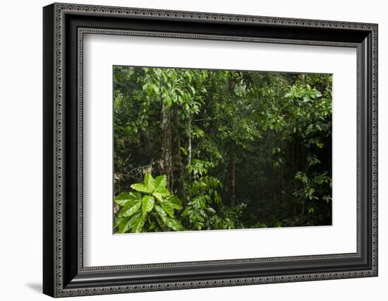 Rainforest Rain Storm, Yasuni NP, Amazon Rainforest Ecuador-Pete Oxford-Framed Photographic Print