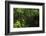 Rainforest Rain Storm, Yasuni NP, Amazon Rainforest Ecuador-Pete Oxford-Framed Photographic Print