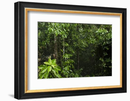 Rainforest Rain Storm, Yasuni NP, Amazon Rainforest Ecuador-Pete Oxford-Framed Photographic Print