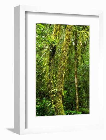 Rainforest, Ranomafana National Park, Madagascar-Paul Souders-Framed Photographic Print