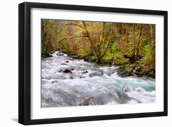 Rainforest River I-Douglas Taylor-Framed Photo