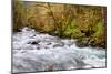 Rainforest River I-Douglas Taylor-Mounted Photo