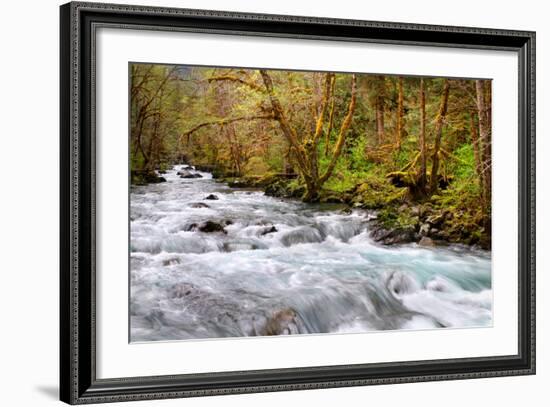Rainforest River I-Douglas Taylor-Framed Photo