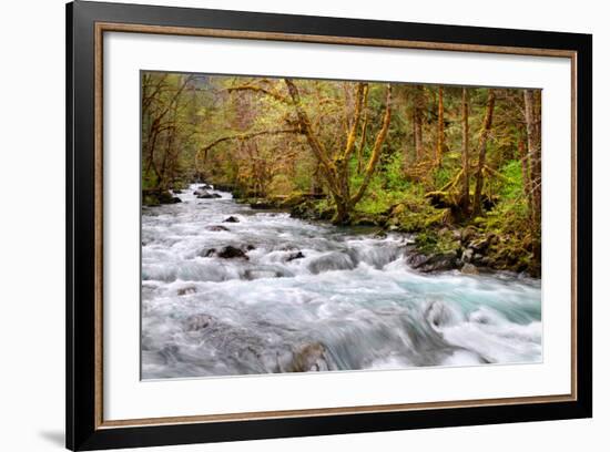 Rainforest River I-Douglas Taylor-Framed Photo