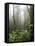 Rainforest, Santa Elena Cloud Forest Reserve, Costa Rica, Central America-Levy Yadid-Framed Premier Image Canvas