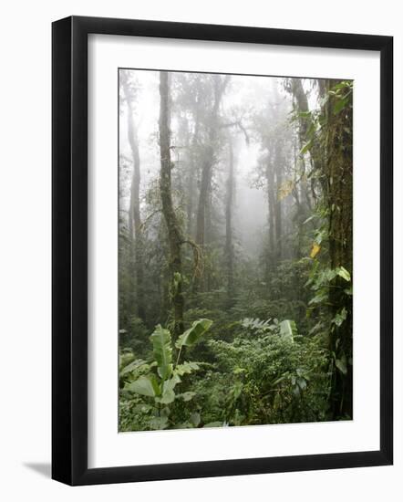 Rainforest, Santa Elena Cloud Forest Reserve, Costa Rica, Central America-Levy Yadid-Framed Photographic Print