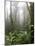 Rainforest, Santa Elena Cloud Forest Reserve, Costa Rica, Central America-Levy Yadid-Mounted Photographic Print