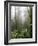 Rainforest, Santa Elena Cloud Forest Reserve, Costa Rica, Central America-Levy Yadid-Framed Photographic Print