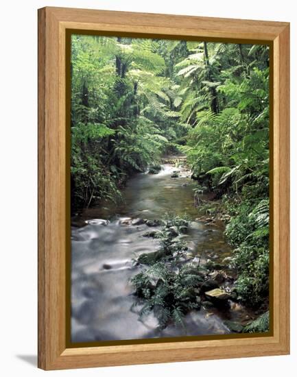 Rainforest Tree Fern and Stream, Uganda-Gavriel Jecan-Framed Premier Image Canvas