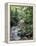 Rainforest Tree Fern and Stream, Uganda-Gavriel Jecan-Framed Premier Image Canvas