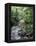 Rainforest Tree Fern and Stream, Uganda-Gavriel Jecan-Framed Premier Image Canvas