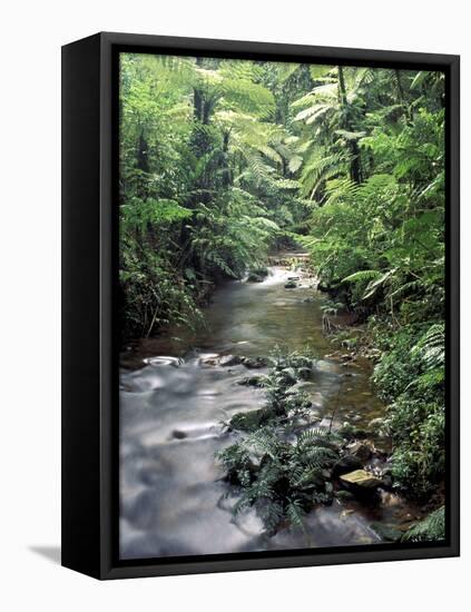 Rainforest Tree Fern and Stream, Uganda-Gavriel Jecan-Framed Premier Image Canvas