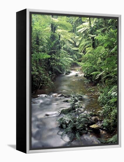 Rainforest Tree Fern and Stream, Uganda-Gavriel Jecan-Framed Premier Image Canvas