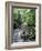 Rainforest Tree Fern and Stream, Uganda-Gavriel Jecan-Framed Photographic Print