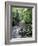 Rainforest Tree Fern and Stream, Uganda-Gavriel Jecan-Framed Photographic Print