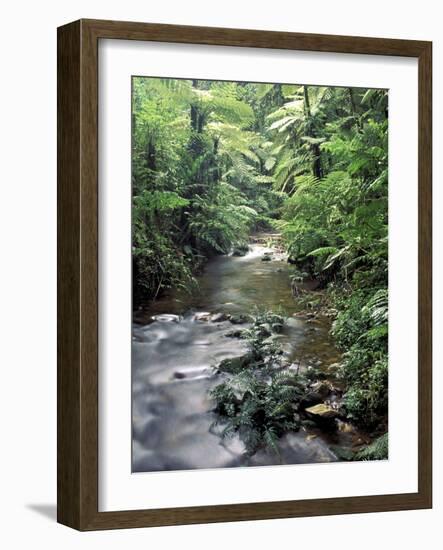 Rainforest Tree Fern and Stream, Uganda-Gavriel Jecan-Framed Photographic Print