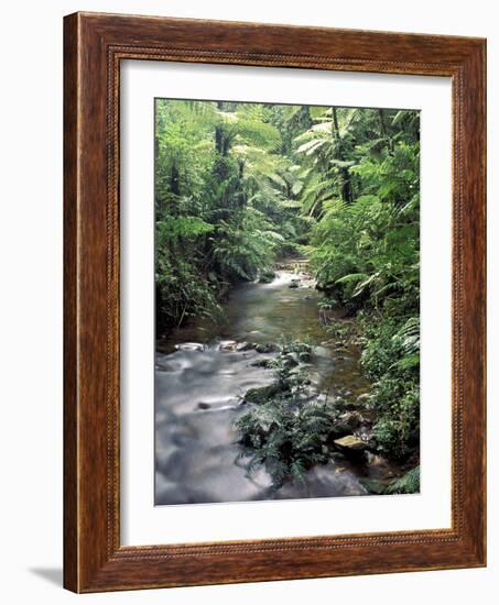 Rainforest Tree Fern and Stream, Uganda-Gavriel Jecan-Framed Photographic Print