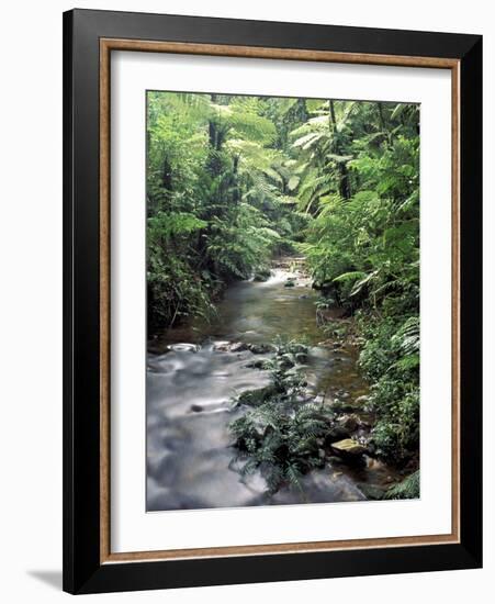 Rainforest Tree Fern and Stream, Uganda-Gavriel Jecan-Framed Photographic Print