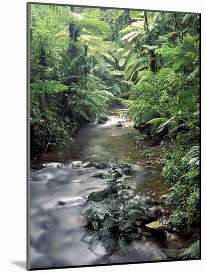 Rainforest Tree Fern and Stream, Uganda-Gavriel Jecan-Mounted Photographic Print