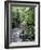 Rainforest Tree Fern and Stream, Uganda-Gavriel Jecan-Framed Photographic Print