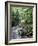 Rainforest Tree Fern and Stream, Uganda-Gavriel Jecan-Framed Photographic Print