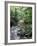 Rainforest Tree Fern and Stream, Uganda-Gavriel Jecan-Framed Photographic Print