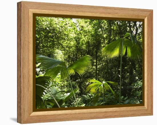 Rainforest Vegetation, Hanging Bridges Walk, Arenal, Costa Rica, Central America-R H Productions-Framed Premier Image Canvas