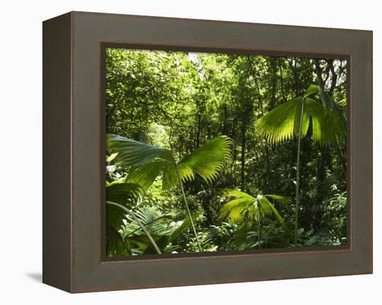 Rainforest Vegetation, Hanging Bridges Walk, Arenal, Costa Rica, Central America-R H Productions-Framed Premier Image Canvas