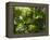 Rainforest Vegetation, Hanging Bridges Walk, Arenal, Costa Rica, Central America-R H Productions-Framed Premier Image Canvas