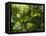 Rainforest Vegetation, Hanging Bridges Walk, Arenal, Costa Rica, Central America-R H Productions-Framed Premier Image Canvas