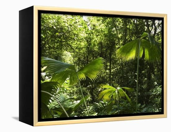 Rainforest Vegetation, Hanging Bridges Walk, Arenal, Costa Rica, Central America-R H Productions-Framed Premier Image Canvas