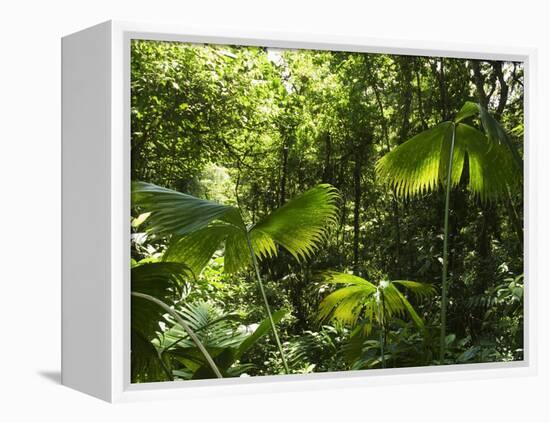 Rainforest Vegetation, Hanging Bridges Walk, Arenal, Costa Rica, Central America-R H Productions-Framed Premier Image Canvas