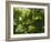 Rainforest Vegetation, Hanging Bridges Walk, Arenal, Costa Rica, Central America-R H Productions-Framed Photographic Print