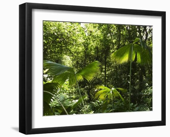 Rainforest Vegetation, Hanging Bridges Walk, Arenal, Costa Rica, Central America-R H Productions-Framed Photographic Print