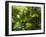 Rainforest Vegetation, Hanging Bridges Walk, Arenal, Costa Rica, Central America-R H Productions-Framed Photographic Print