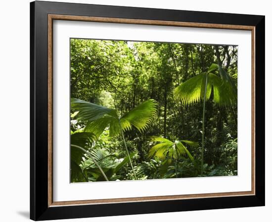 Rainforest Vegetation, Hanging Bridges Walk, Arenal, Costa Rica, Central America-R H Productions-Framed Photographic Print