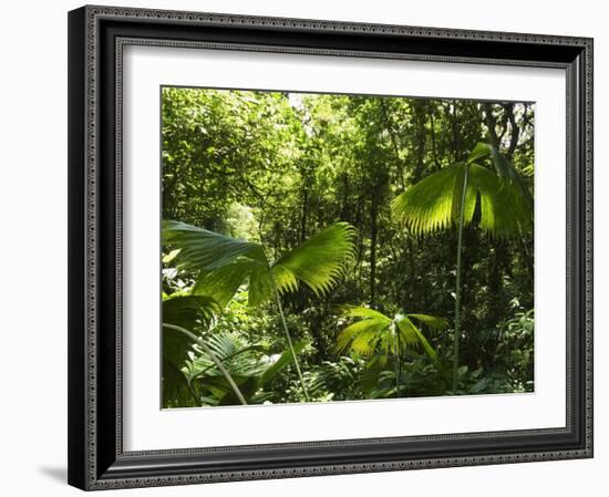 Rainforest Vegetation, Hanging Bridges Walk, Arenal, Costa Rica, Central America-R H Productions-Framed Photographic Print