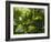 Rainforest Vegetation, Hanging Bridges Walk, Arenal, Costa Rica, Central America-R H Productions-Framed Photographic Print