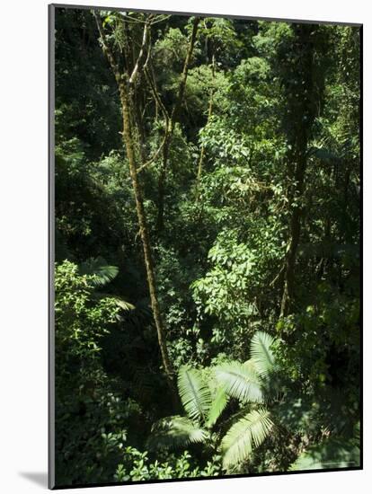 Rainforest Vegetation, Hanging Bridges Walk, Arenal, Costa Rica, Central America-R H Productions-Mounted Photographic Print