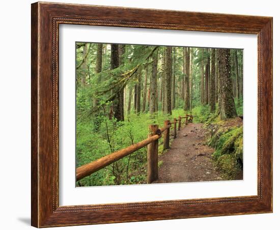 Rainforest with Trail, Sol Duc Valley, Olympic National Park, Washington, USA-Jamie & Judy Wild-Framed Photographic Print