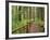 Rainforest with Trail, Sol Duc Valley, Olympic National Park, Washington, USA-Jamie & Judy Wild-Framed Photographic Print