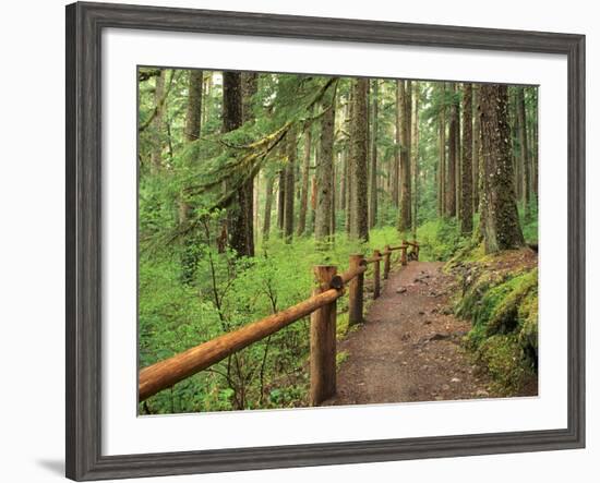 Rainforest with Trail, Sol Duc Valley, Olympic National Park, Washington, USA-Jamie & Judy Wild-Framed Photographic Print