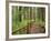 Rainforest with Trail, Sol Duc Valley, Olympic National Park, Washington, USA-Jamie & Judy Wild-Framed Photographic Print