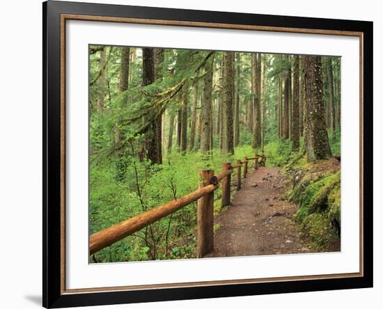 Rainforest with Trail, Sol Duc Valley, Olympic National Park, Washington, USA-Jamie & Judy Wild-Framed Photographic Print