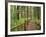 Rainforest with Trail, Sol Duc Valley, Olympic National Park, Washington, USA-Jamie & Judy Wild-Framed Photographic Print