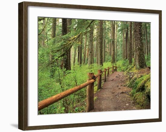 Rainforest with Trail, Sol Duc Valley, Olympic National Park, Washington, USA-Jamie & Judy Wild-Framed Photographic Print