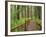 Rainforest with Trail, Sol Duc Valley, Olympic National Park, Washington, USA-Jamie & Judy Wild-Framed Photographic Print